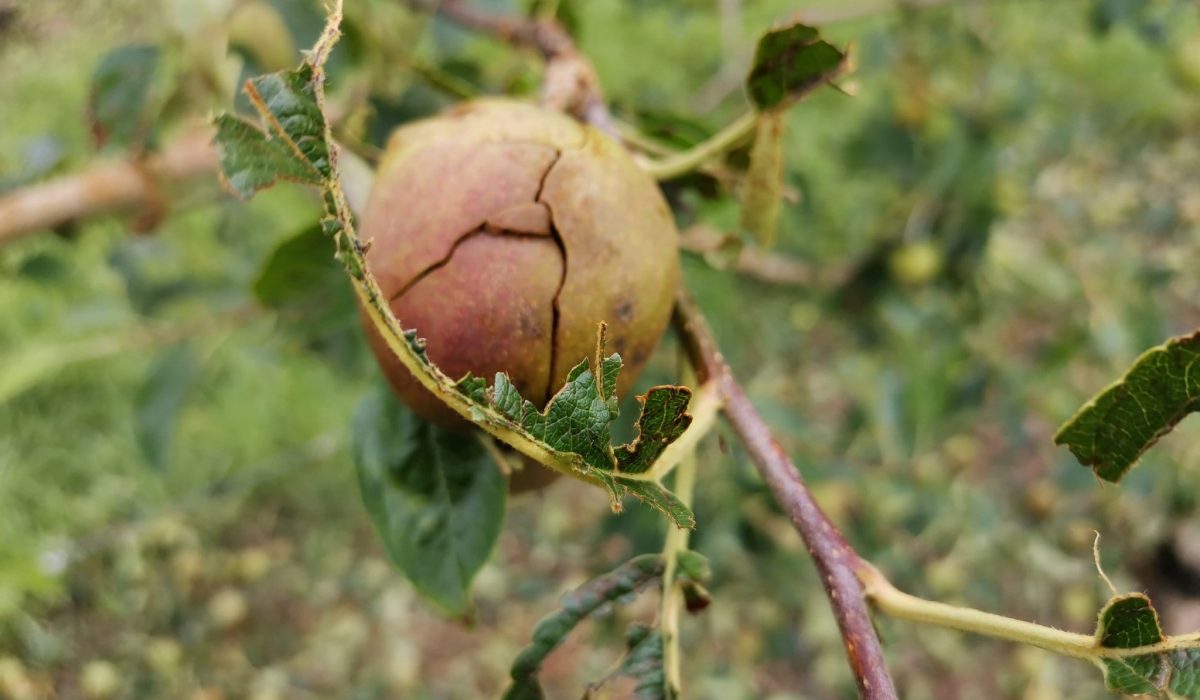 Granja Escarp