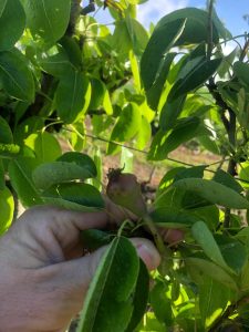 Fruit amb cops, Albesa