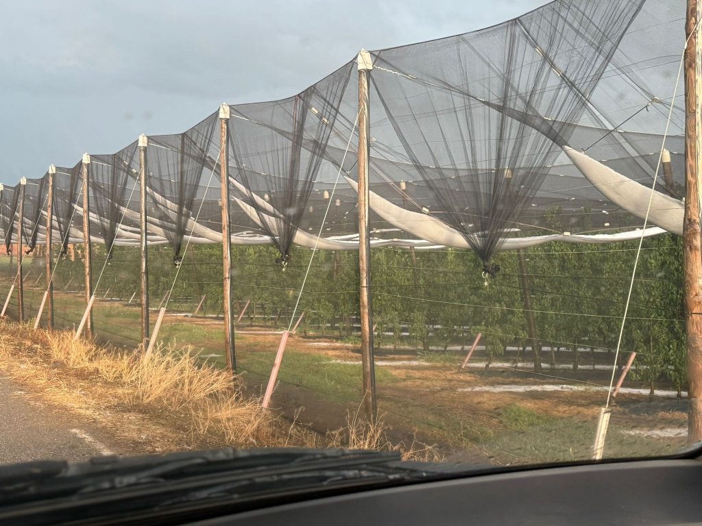 Més informació sobre l'article Pedregada 4-5-25