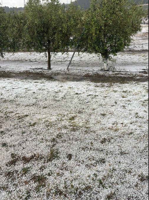 Més informació sobre l'article Pedregada 14-5-25