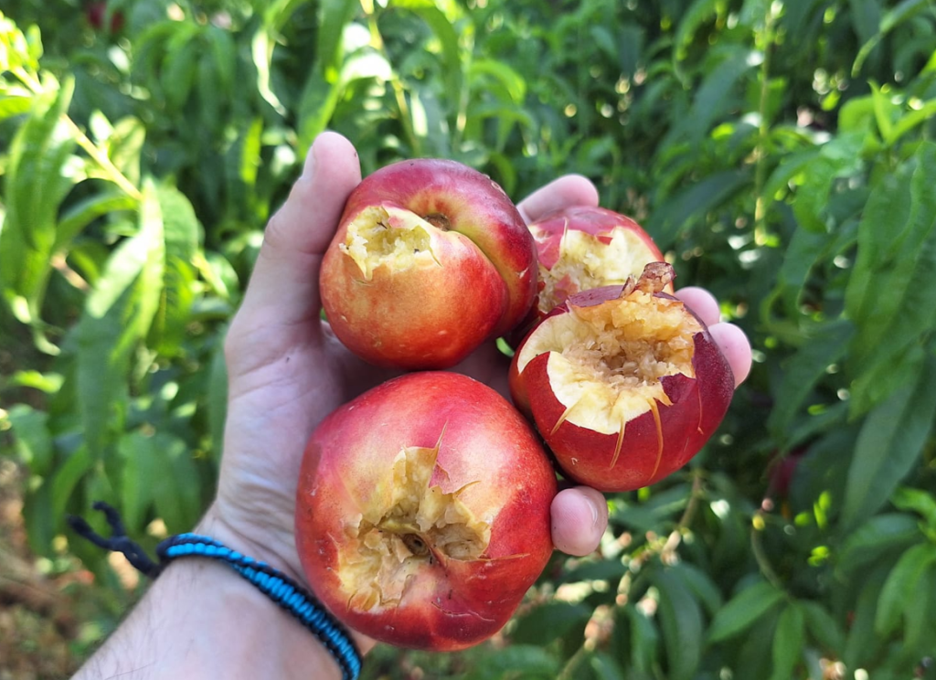 Més informació sobre l'article Pedregada 19-6-25