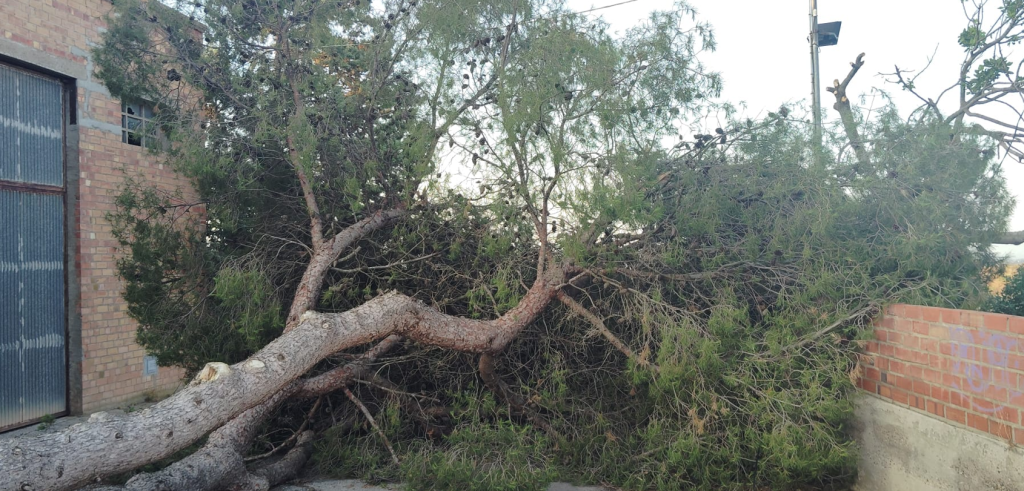 Més informació sobre l'article Pedregada 5-7-25