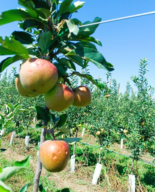 Actualment esteu veient Pedregada 12-7-25