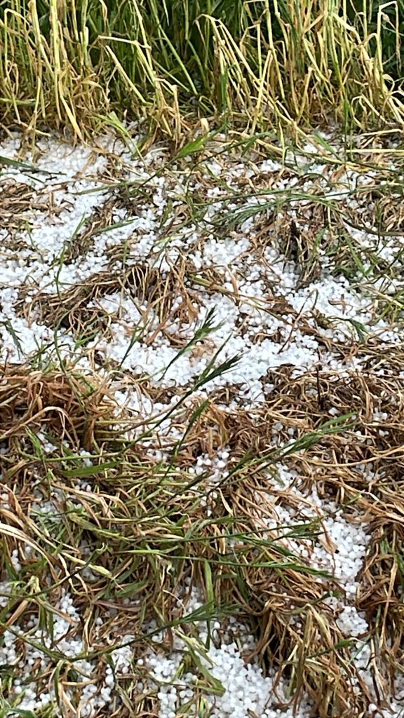 Més informació sobre l'article Pedregada 26-4-25